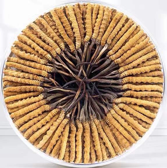 布尔津冬虫夏草回收